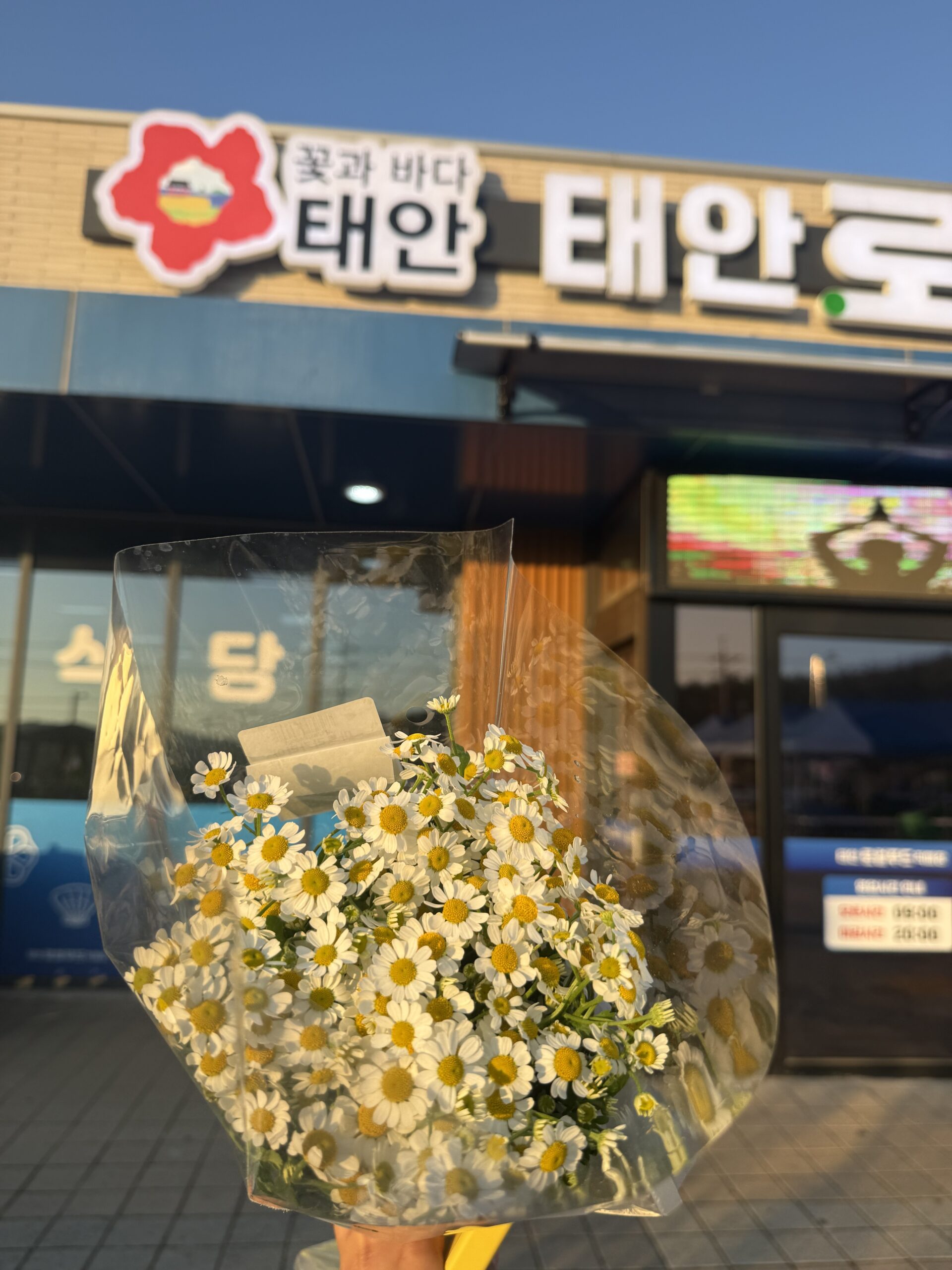 Taean Horticultural Therapy Expo entrance with chamomile bouquet and event sign