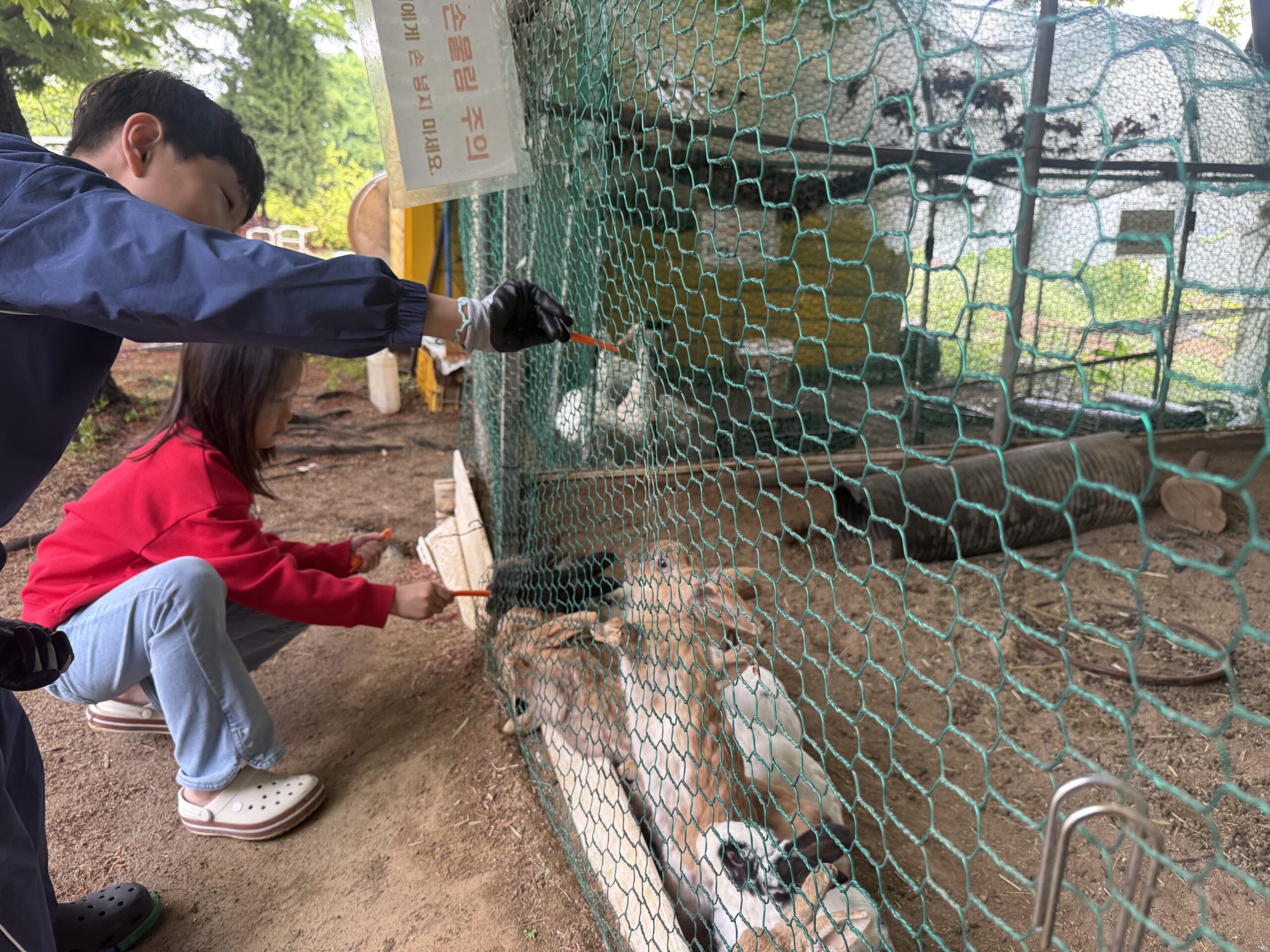 Children dropping carrots through mesh to ducks next to the stable at Naepo Camping Square
