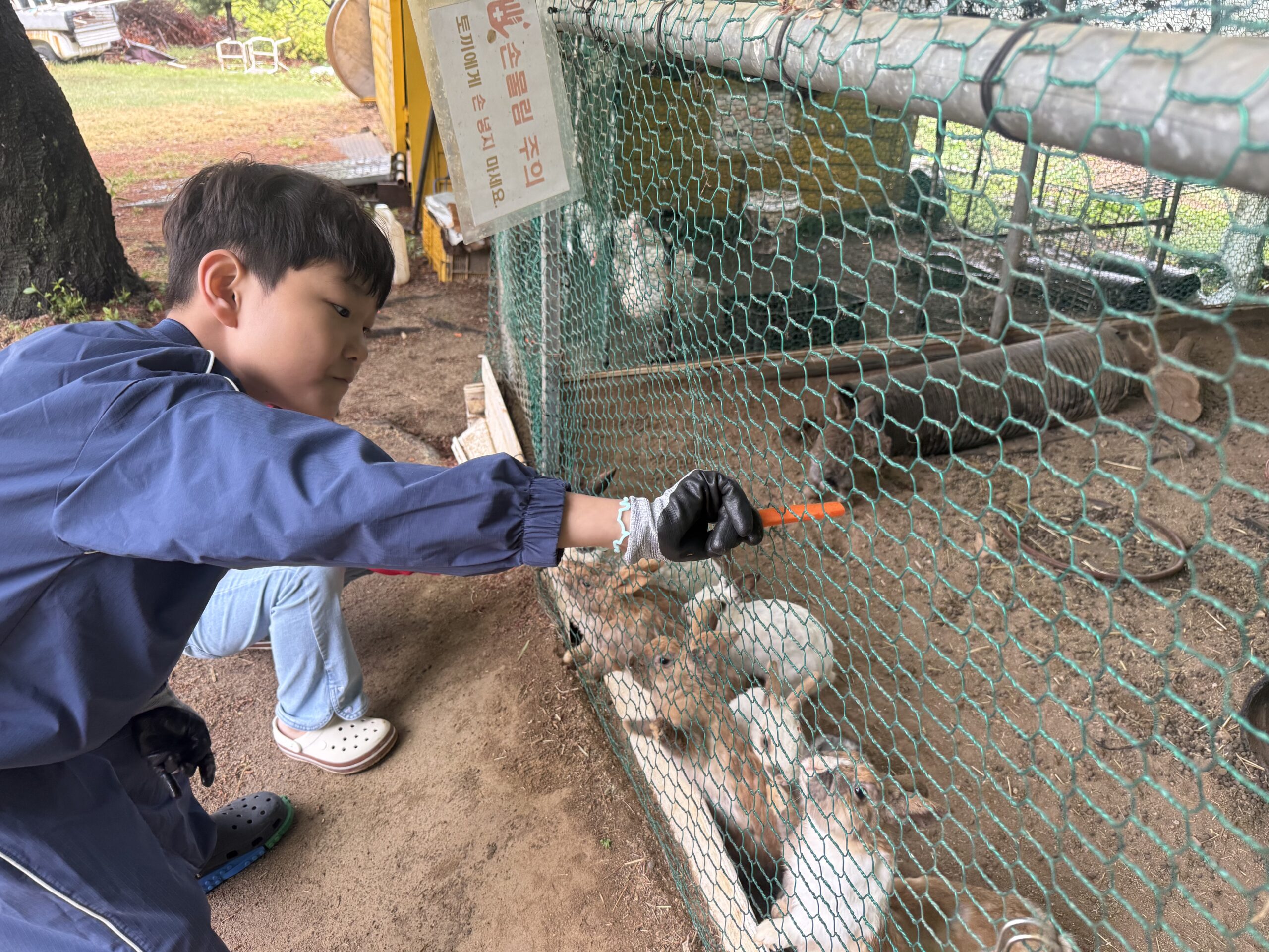 Boy feeding carrots to rabbits through mesh enclosure at Naepo Camping Square