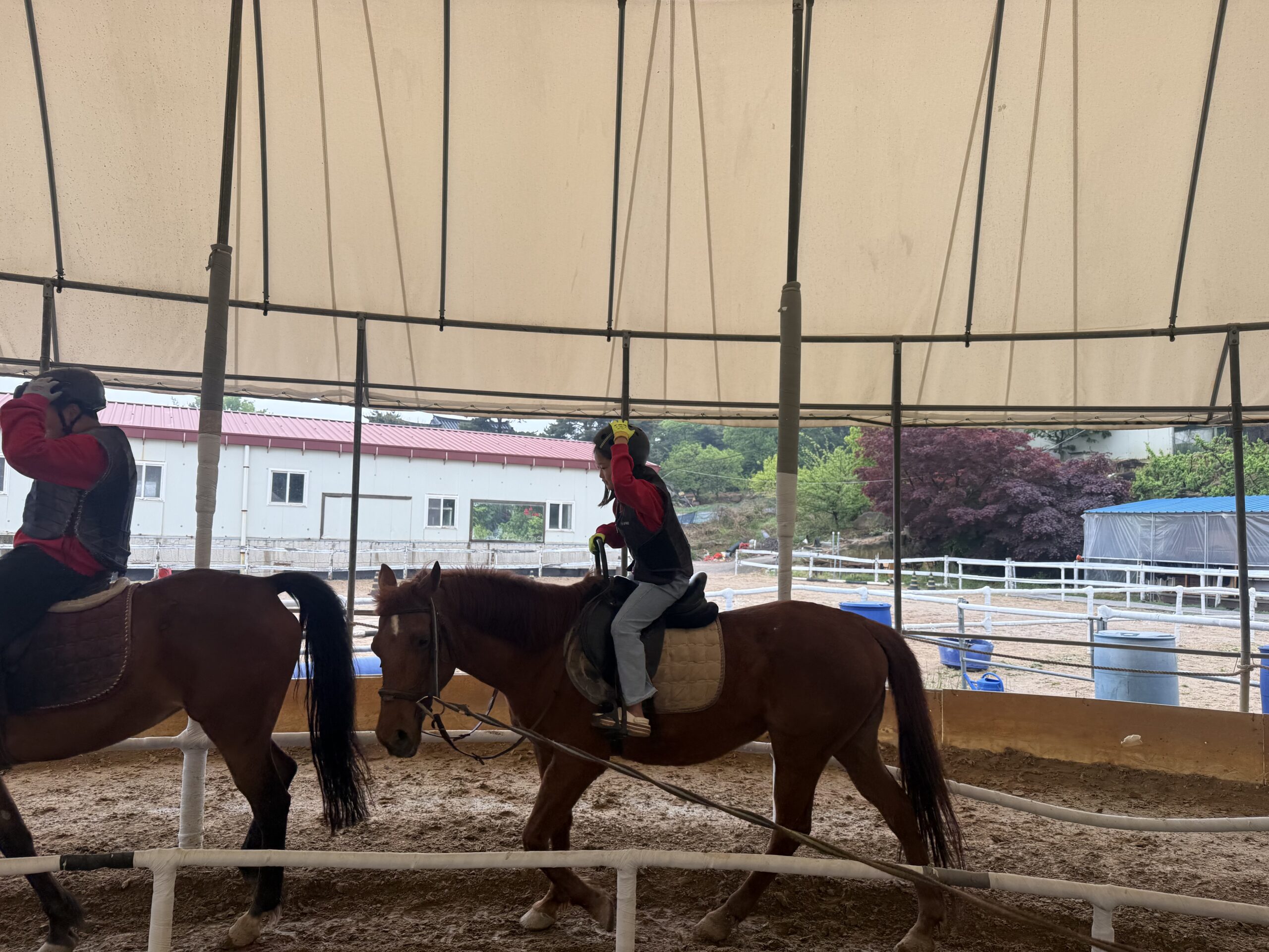 Single rider trotting on chestnut horse in covered ring during horseback riding Korea kids lesson