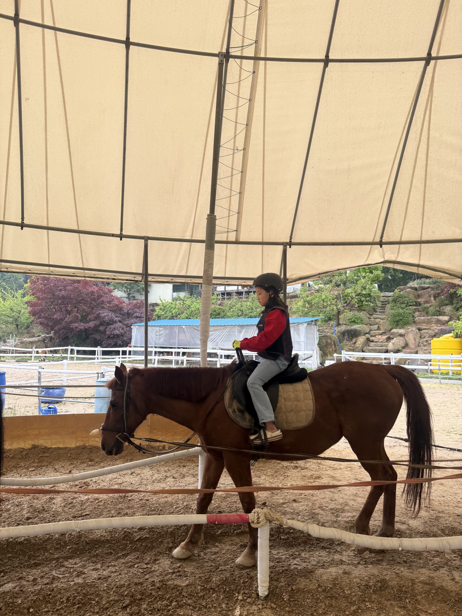 Single rider profile view during horseback riding Korea kids session at Naepo