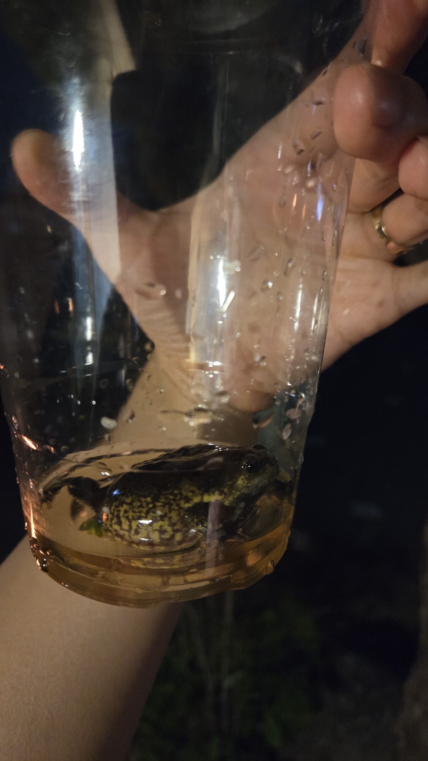 Korean toad in a clear bottle held at night, Choihu Camping
