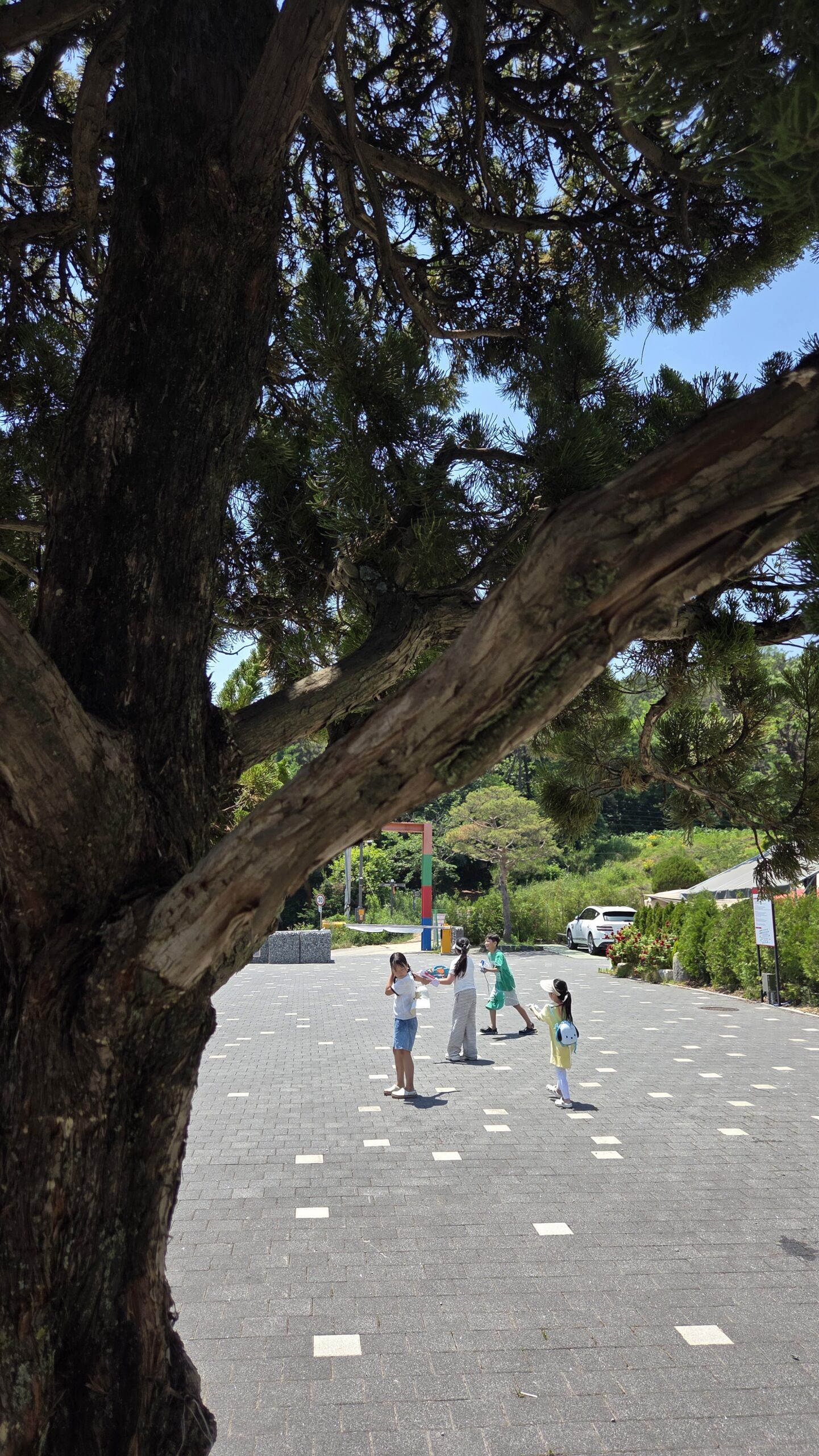 Tree-lined walking path inside Choihu Camping Hanam