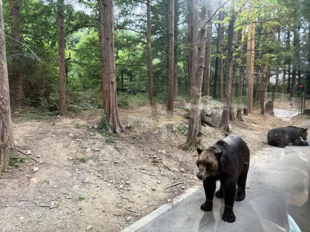 Bear on the trail during the Everland night safari
