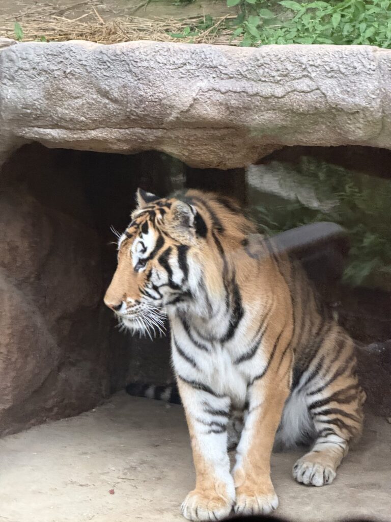 Tiger resting on a rock during the Everland night safari