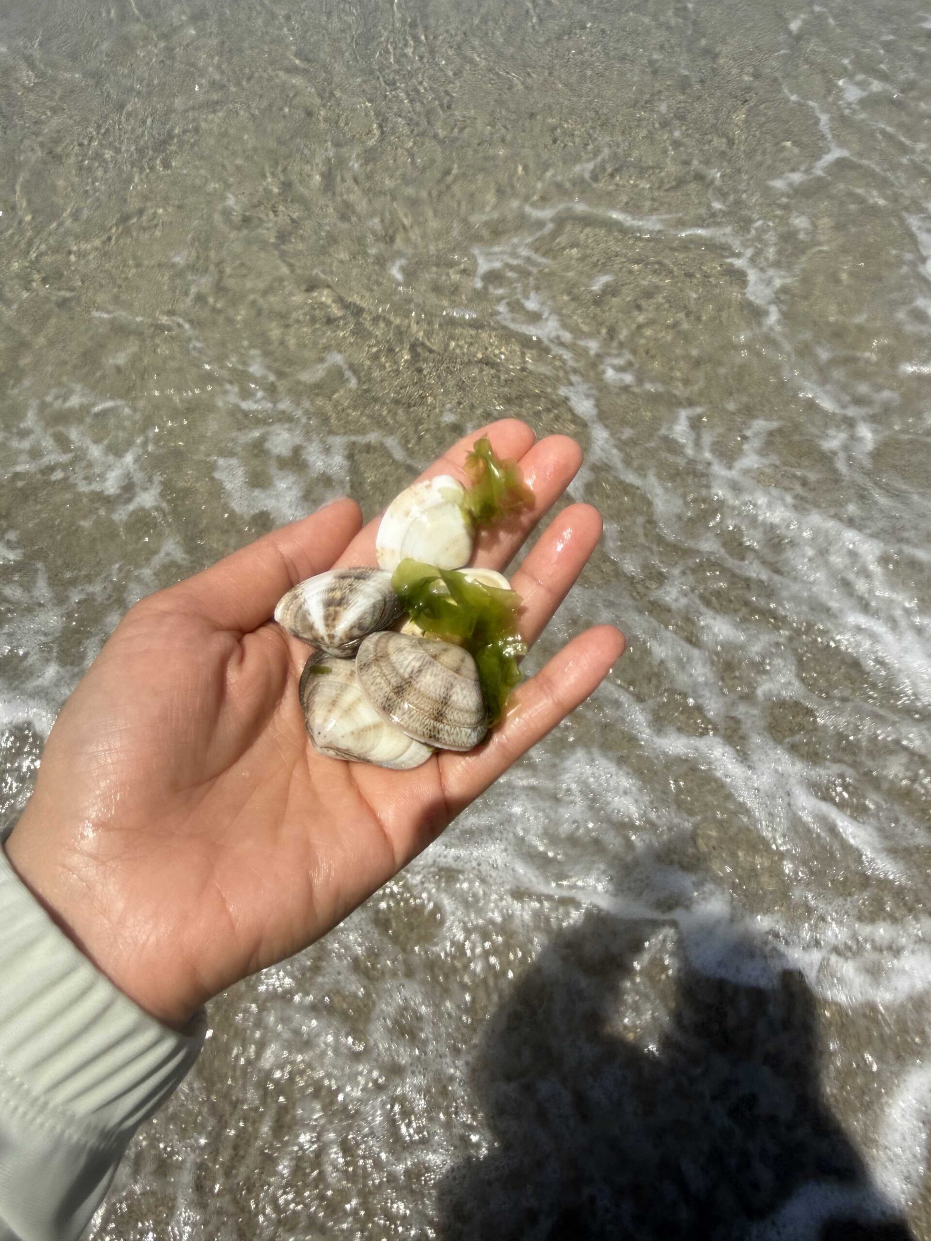 A handful of clams and seaweed dug from the wet sand at Munam Beach Samcheok with kids