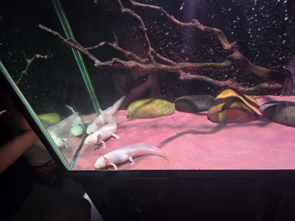 Axolotls in a tank at Aqua Planet Jeju