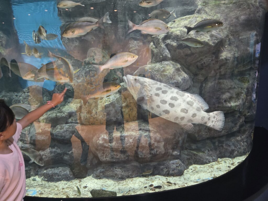 Child pointing at a grouper in a tank at Aqua Planet Jeju