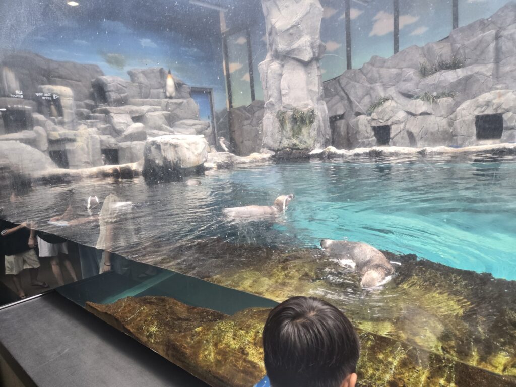 Child watching otters in a pool at Aqua Planet Jeju