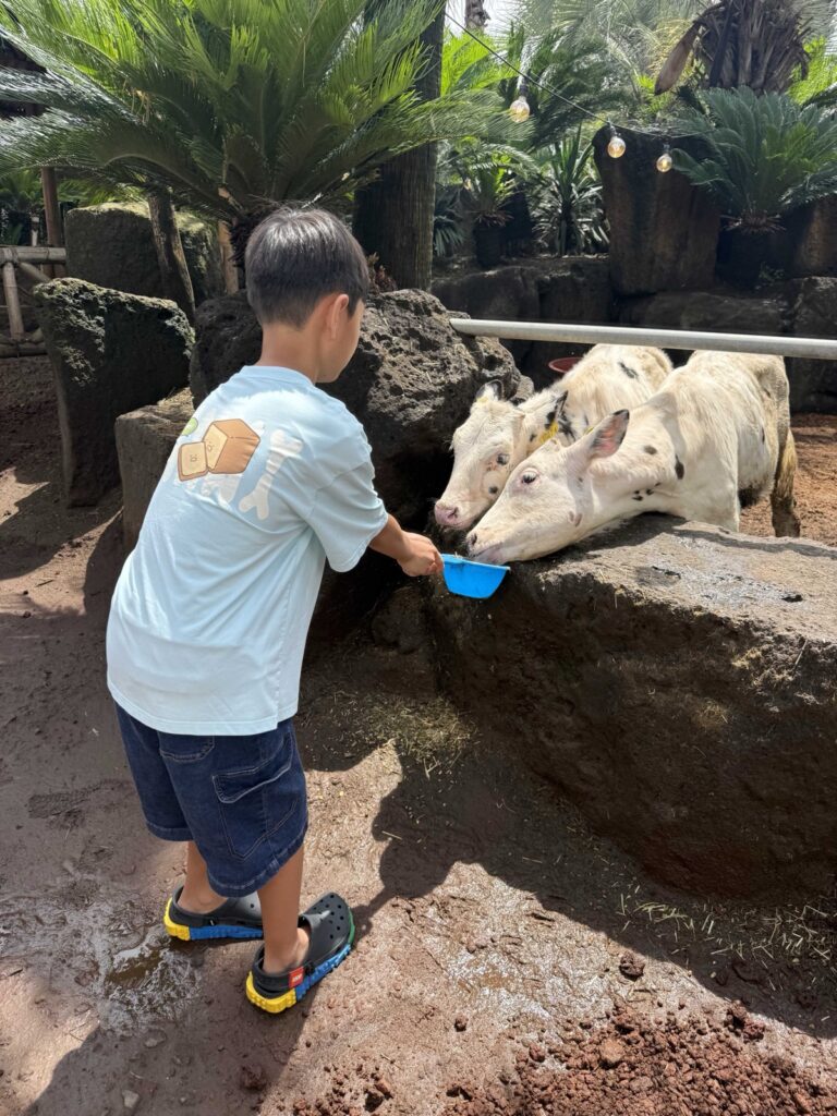 Feeding the cows at Little Prince Tangerine Farm in Jeju