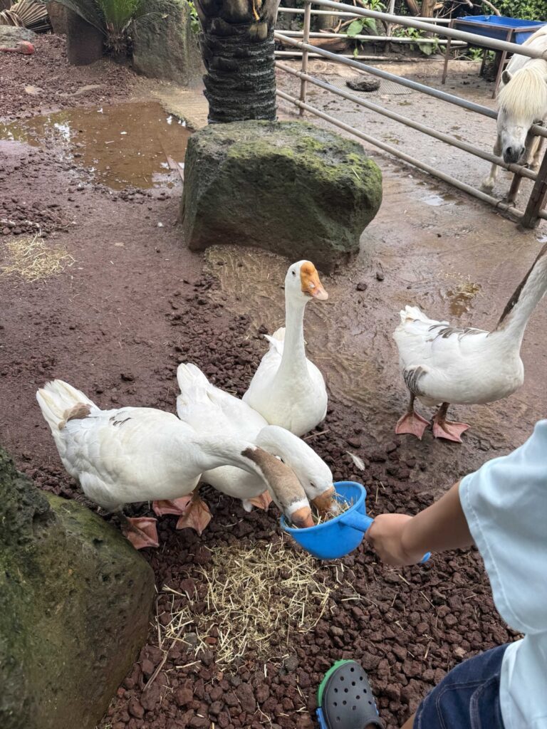 A child feeding geese at Little Prince Tangerine Farm