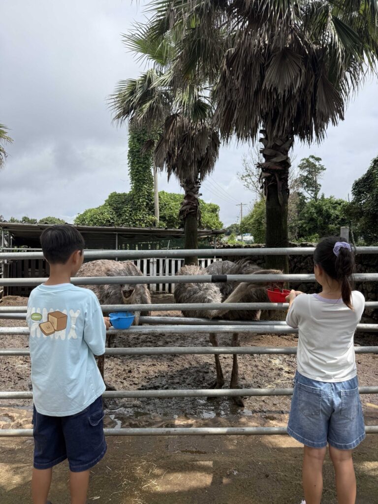 Kids feeding an ostrich at Little Prince Tangerine Farm in Jeju