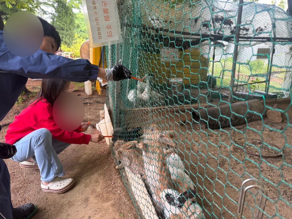 Children dropping carrots through mesh to ducks next to the stable at Naepo Camping Square