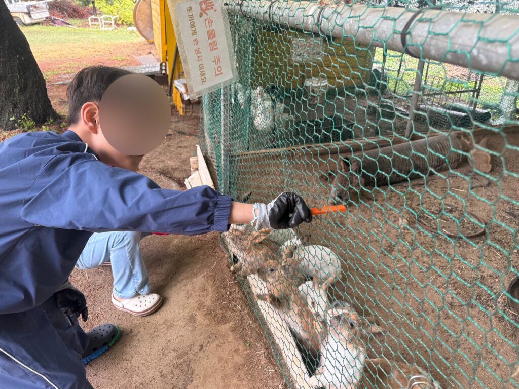 Boy feeding carrots to rabbits through mesh enclosure at Naepo Camping Square