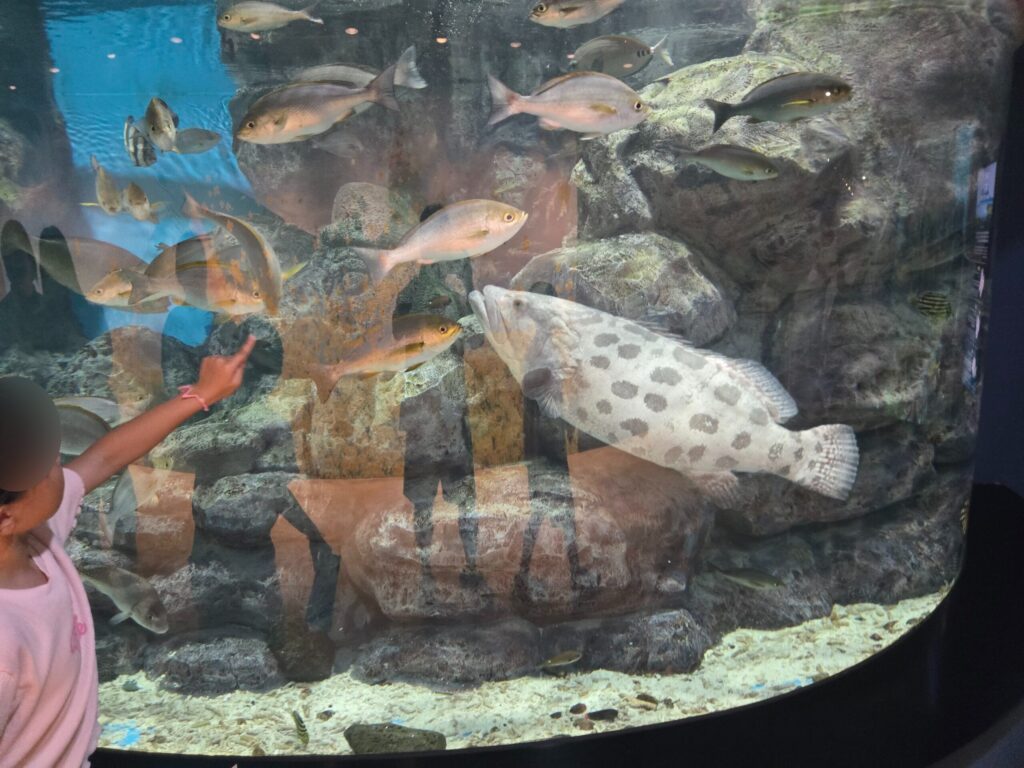 Child pointing at a grouper in a tank at Aqua Planet Jeju